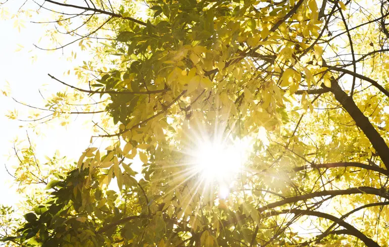 В Україні почнеться бабине літо. Названо дату, коли почнеться потепління
