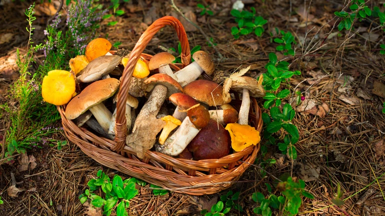 Отруєння грибами: матері багатодітної сім'ї з Тернопільщині оголосили підозру