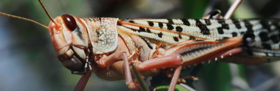 Хмари сарани в Україні