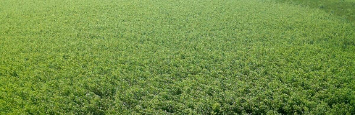 The Guardian показали фото лісу на місці Каховського водосховища