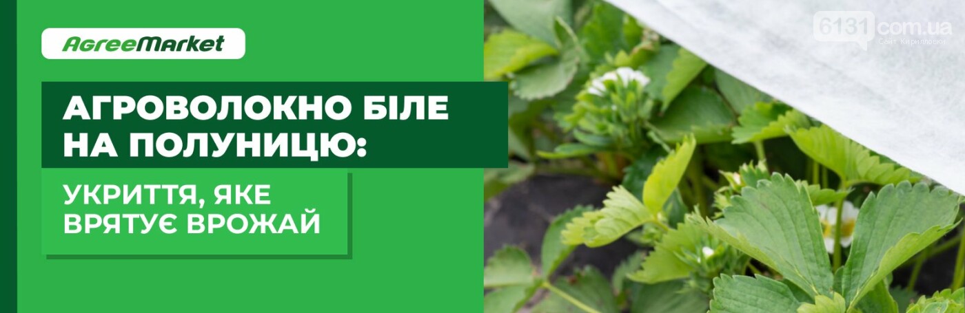 Агроволокно біле на полуницю: укриття, яке врятує врожай, фото-1