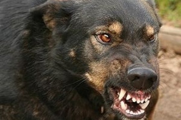 У Кирилівці біля бази відпочинку собака покусав літню жінку