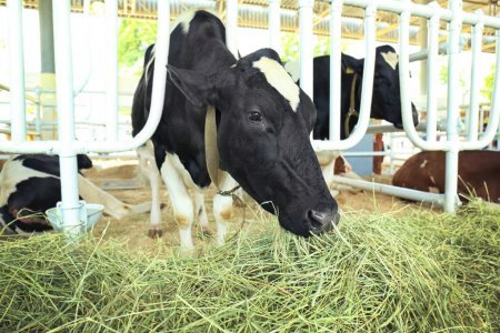 В Україні планують провети перепис сільських домогосподарств