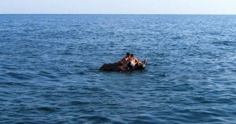 У Кирилівці трагедію на воді попередив власник гідроциклу
