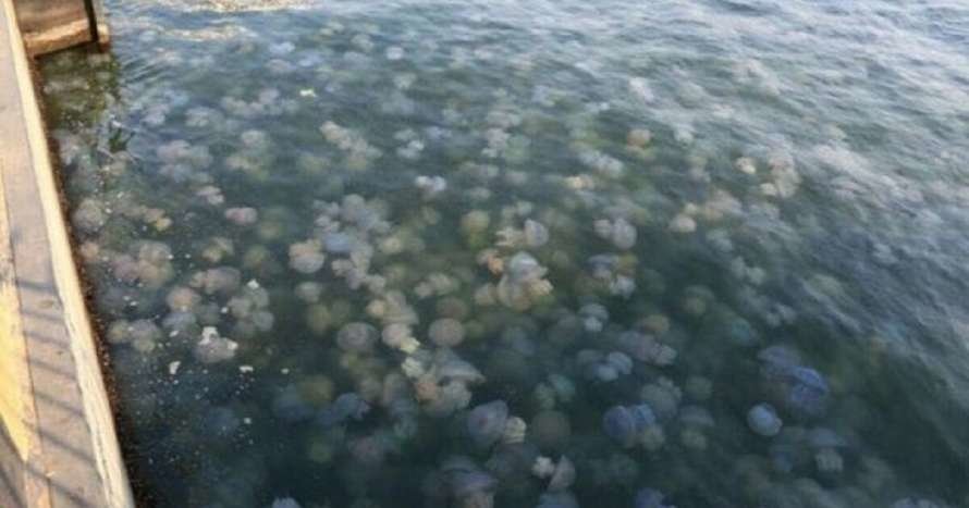 Море  на пляжах у Кирилівці знову  кишить медузами