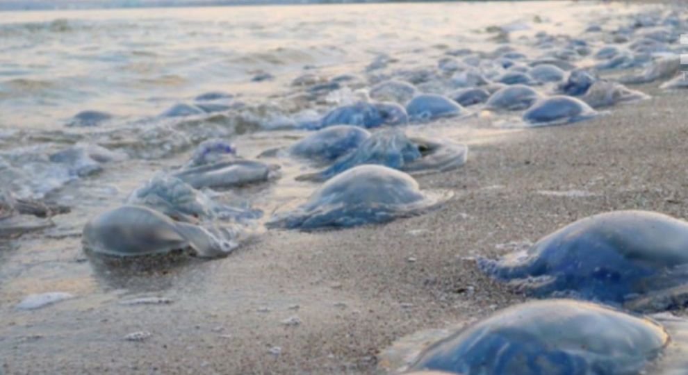 Чи відбудеться очищення Азовського моря від медуз? 