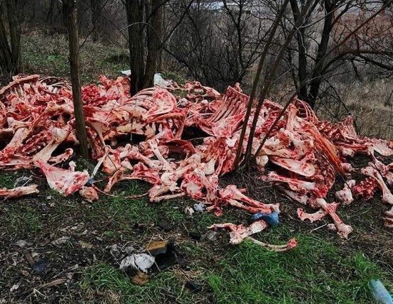 Около Запорожской областной больницы обнаружены десятки свежих скелетов (ВИДЕО)