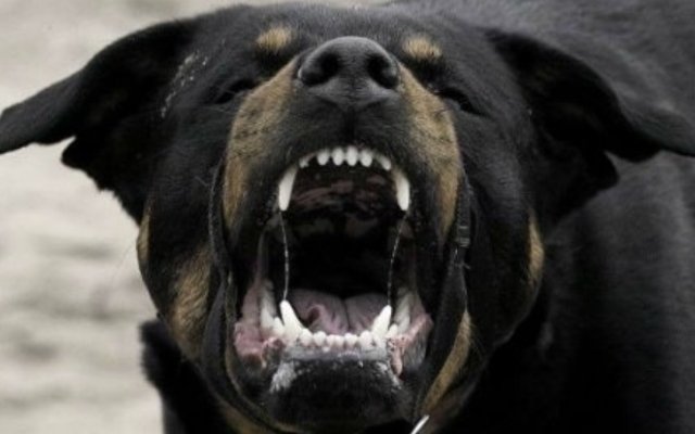 Как некомпетентность полицейских в Кирилловке помогла избежать наказания владельцу агрессивного пса