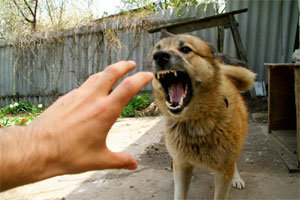 В Акимовском районе домашние животные покусали своих хозяев
