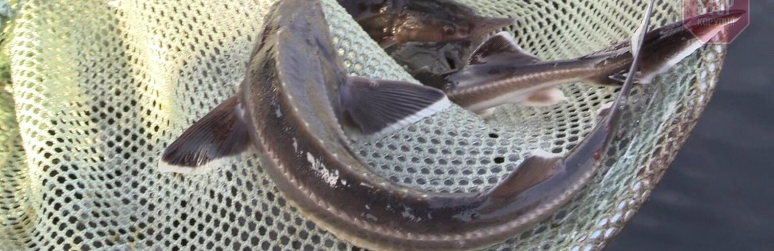 Браконьєри наловили в Азовському морі осетрових майже на мільйон гривень