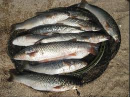 Майже тисячу гривень довелось сплатити продавчині за  дві кілограми... Майже тисячу гривень довелось сплатити продавчині за  дві кілограми піленгасу