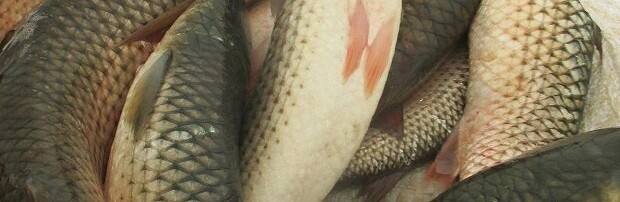  Браконьєри нищать популяцію піленгасу в Азовському морі: чергове затримання губителя природи