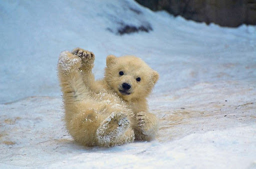 Вітаємо з днем полярного ведмедя!
