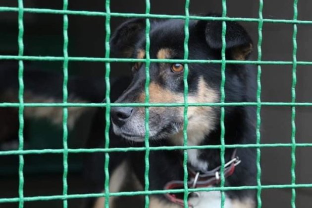 "Дама в соболях". Подвійні стандарти серед зоозахисників?