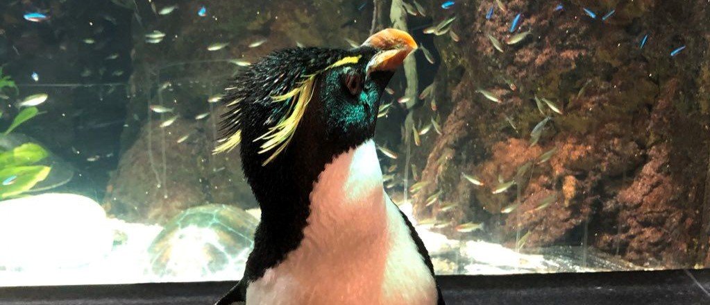 У Чикаго закрили океанаріум через коронавірус. Тепер їх єдині відвідувачі - це пінгвіни, - ВІДЕО