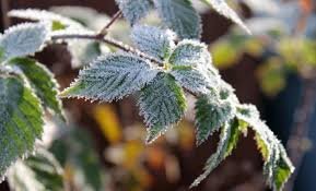 У найближчі дні у Запорізькій області очікуються заморозки 