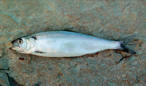 У 700 гривень обішлась браконьєру єдина сельодка з його сітки