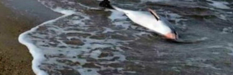 У браконьєрських сітках гинуть азовські дельфіни