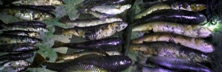 Браконьєри взагалі вратили совість: сіті вийняли в Молочному лимані