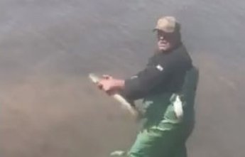 Піленгас продовжує заходити на нерест у Молочний лиман