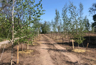 На території Кирилівської ОТГ в Охрімівці висадили дерева в оновленому сквері
