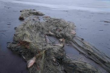 Верховній Раді передали законопроект про охорону водних біоресурсів