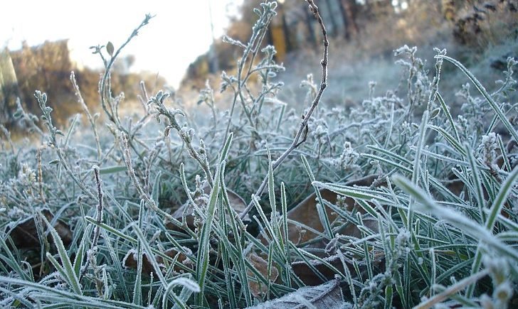 Заморозки продовжують загрожувати Запорізькій області