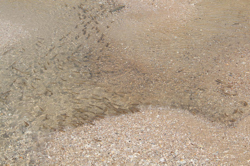 Сподівання на відродження рибного багатства Азовського моря стають конкретнішими