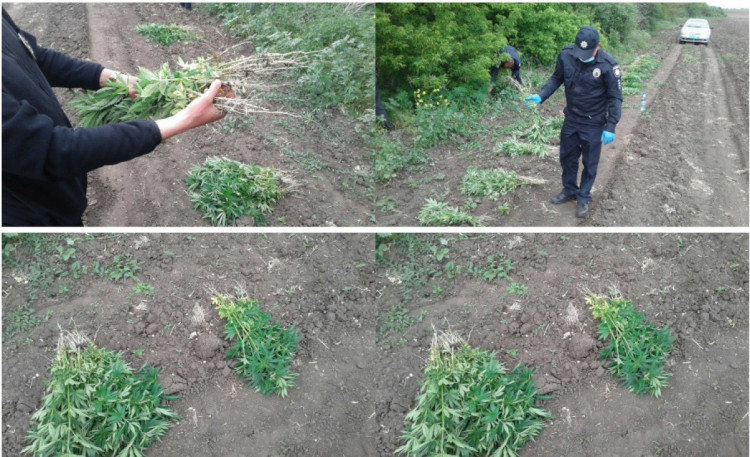 Оце так рекорд! У Запорізькій області наркоторговці вирощували коноплю на 145 гектарах