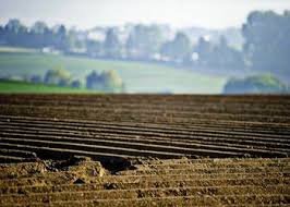 Верховна Рада розгляне питання розпаювання землі для працівників державних сільгосппідприємств