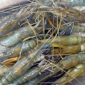 Риболовецьким бригадам Кирилівки можна до кінця року ловити креветку