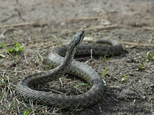 До Якимівської райлікарні ушпиталили  двох чоловік з укусами змій