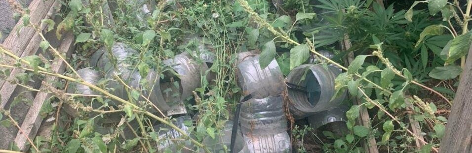 У селі Таврійське виявили теплицю з коноплею