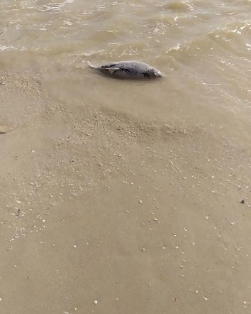 У Кирилівці знову море викинуло на берг мертвого дельфіна