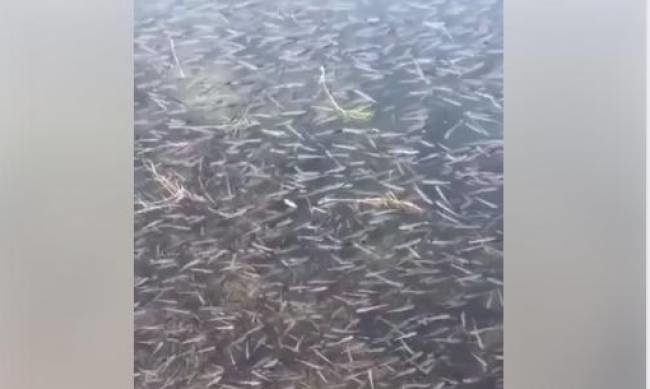 Мальок піленгасу почв масово виходити з Молочного лиману