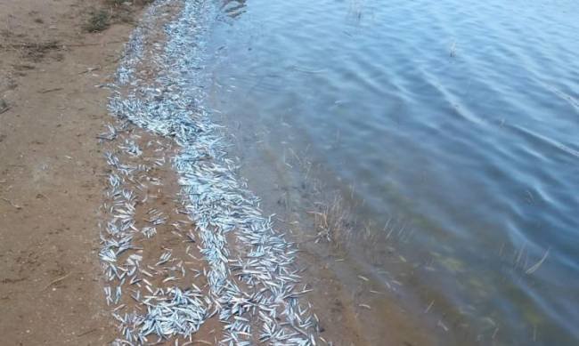Біля Кирилівки в Молочному лимані знайшли заснулу хамсу
