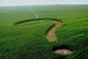 Землю Кирилівскої громади з порушеннями виставили на аукціон