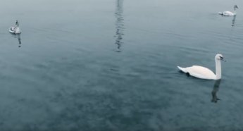 Лебеді залишилися зимувати біля Кирилівки і там же гинуть