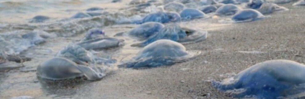 Чи відбудеться очищення Азовського моря від медуз?  Чи відбудеться очищення Азовського моря від медуз?