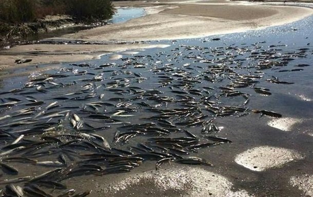 Загиблу в Кирилвці рибу, як речовй доказ недбалості, знищили