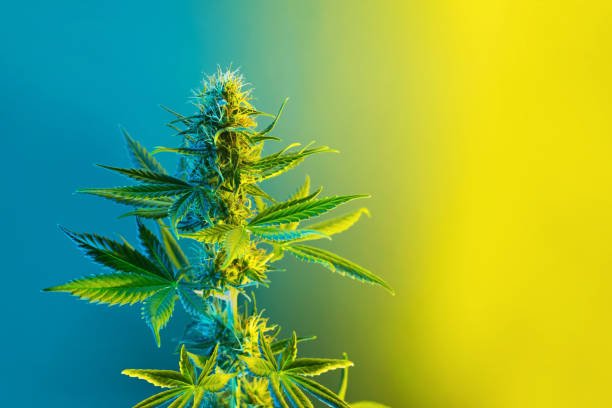 насіння конопель від hohlandseeds